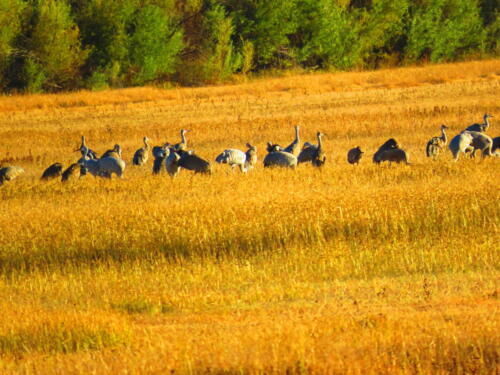 Bosque-de-Apache-1-Sandhill-cranes