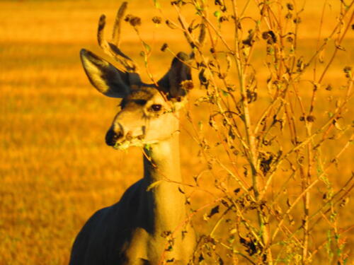 Bosque-de-Apache-2-deer