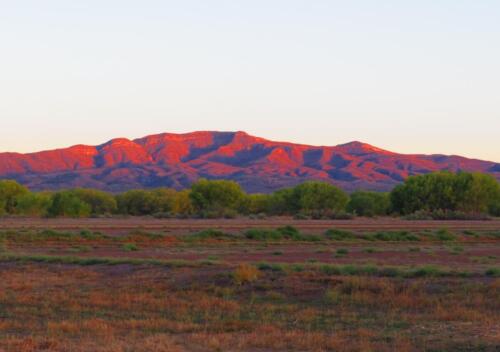 Bosque-de-Apache-3-sunset