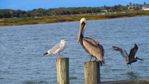 Goose-Island-Texas
