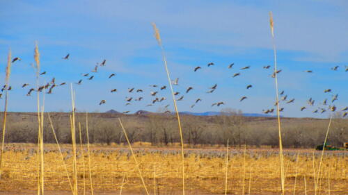 NM-Bosque-del-Apache-1