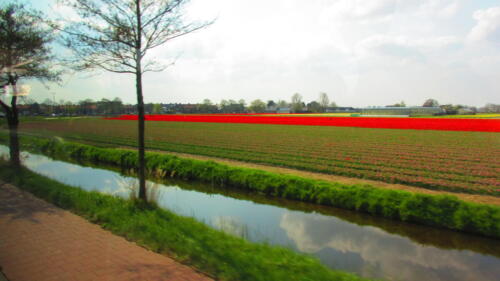 Netherlands-Tulip-Fields