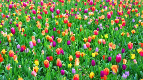 Netherlands-Tulip-Garden-1