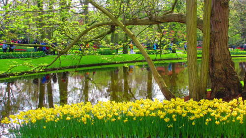 Netherlands-Tulip-Garden-2