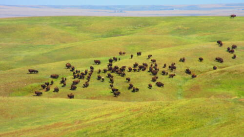Yellowstone-3